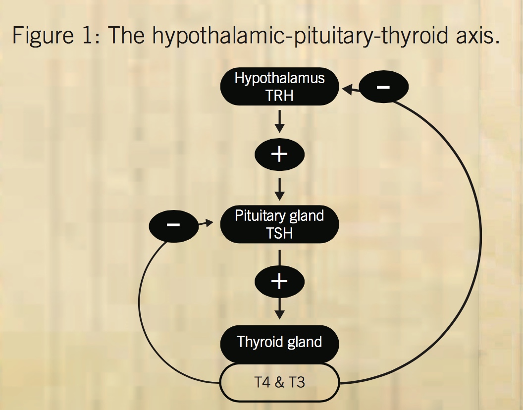 Hyperthyroidism iodine clearance